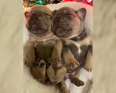 French Bulldog Puppy