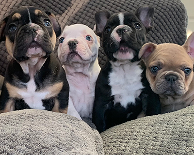 French Bulldog Puppy