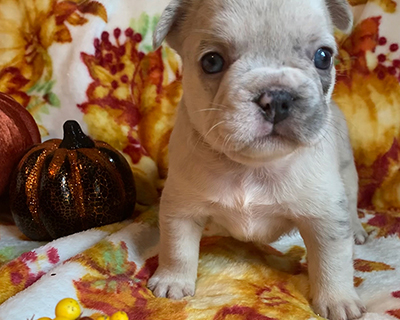 French Bulldog Puppy