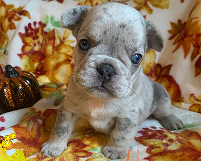 French Bulldog Puppy