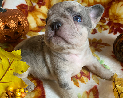 French Bulldog Puppy