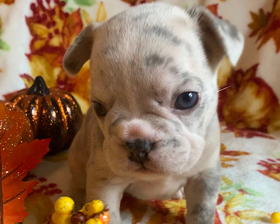 French Bulldog Puppy