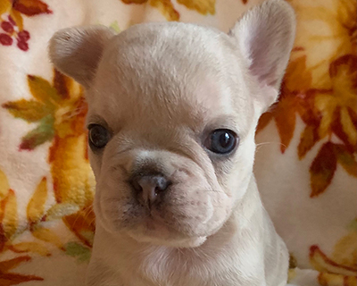 French Bulldog Puppy