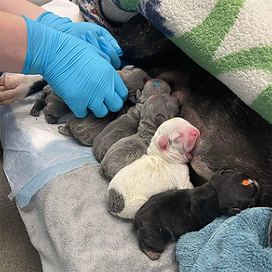 Puppies bred from Loki's Stud Services Puppies bred from Loki's Stud Services