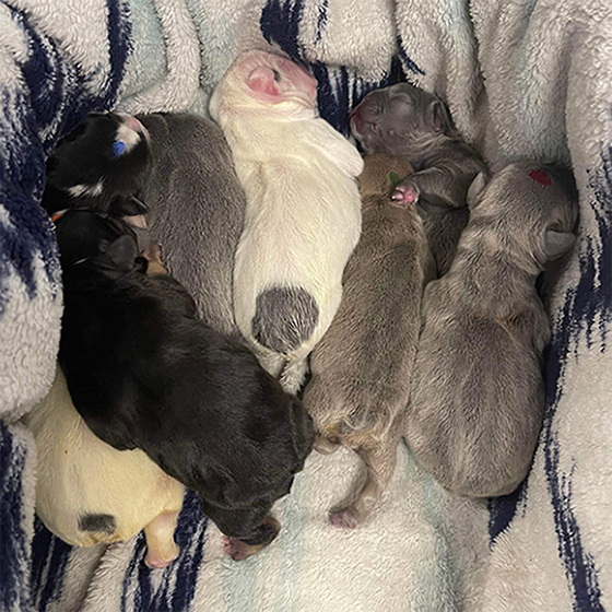 Puppies bred from Loki's Stud Services