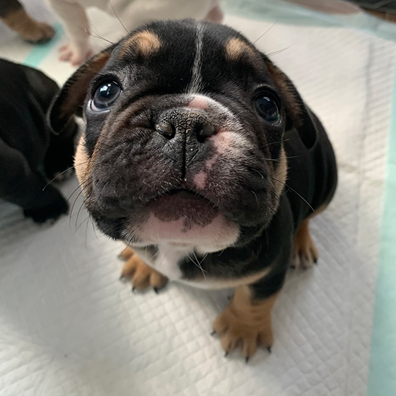 Puppies bred from Loki's Stud Services Puppies bred from Loki's Stud Services