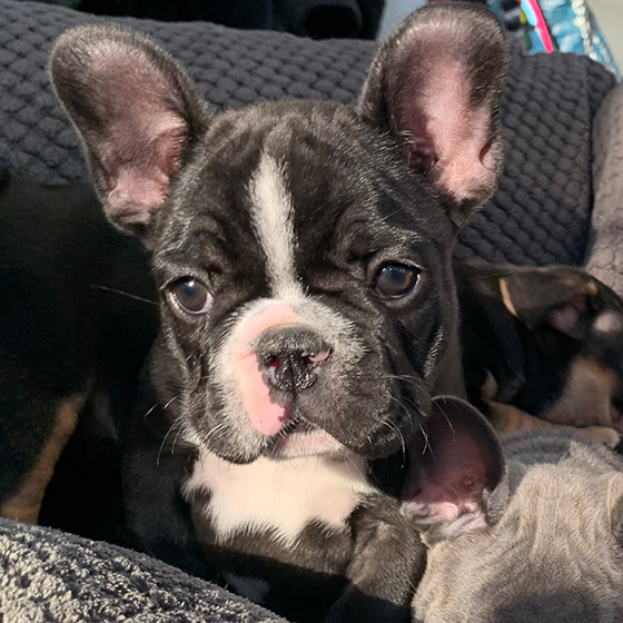 Puppies bred from Loki's Stud Services Puppies bred from Loki's Stud Services