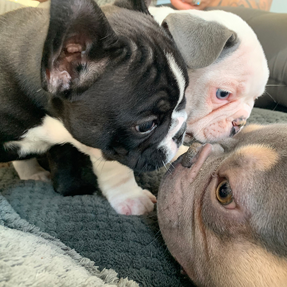 Puppies bred from Loki's Stud Services Puppies bred from Loki's Stud Services