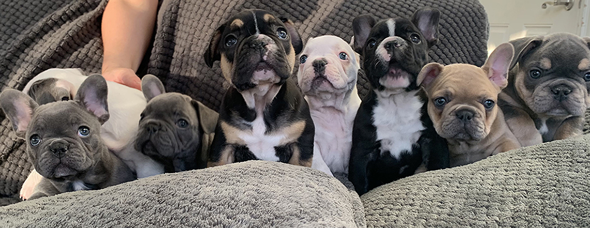 Puppies bred from Loki's Stud Services Puppies bred from Loki's Stud Services