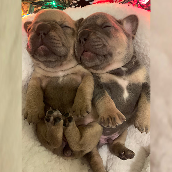 Puppies bred from Loki's Stud Services Puppies bred from Loki's Stud Services