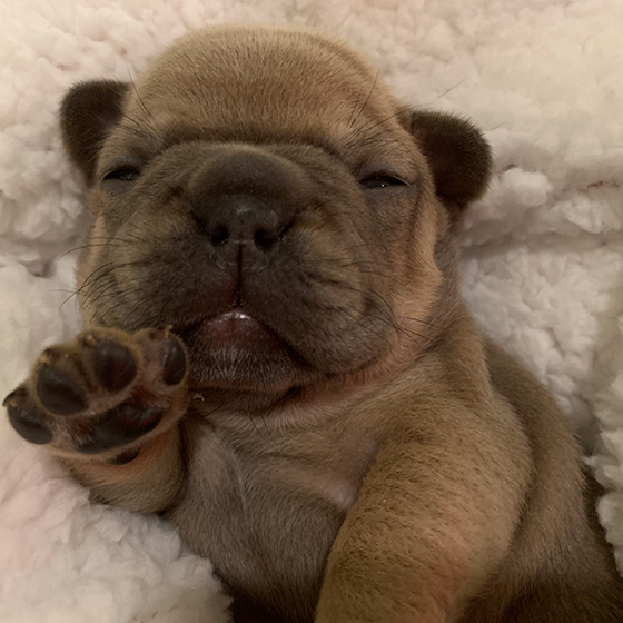 Puppies bred from Loki's Stud Services Puppies bred from Loki's Stud Services