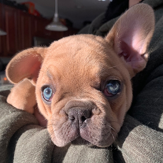 Puppies bred from Loki's Stud Services Puppies bred from Loki's Stud Services