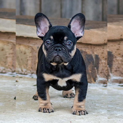 Mr. T, French Bulldog Sire