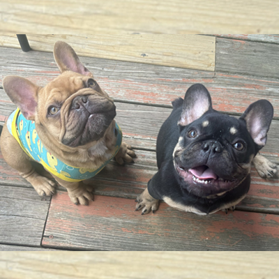 Mr. T, French Bulldog Sire