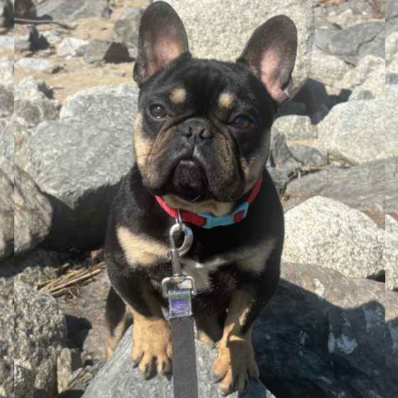 Mr. T, French Bulldog Sire