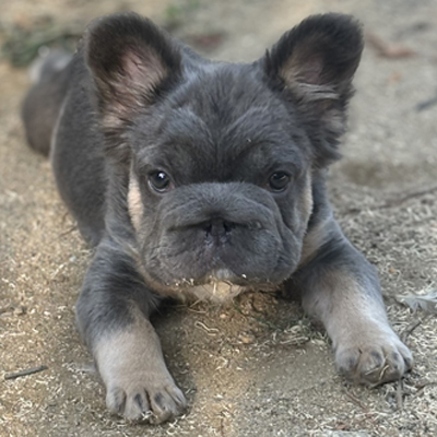 Cosmo Kramer, French Bulldog Sire
