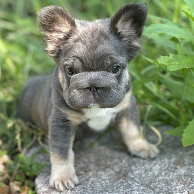 Cosmo Kramer, French Bulldog Sire