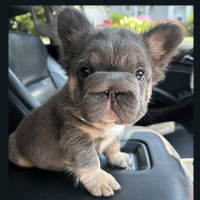 Cosmo Kramer, French Bulldog Sire
