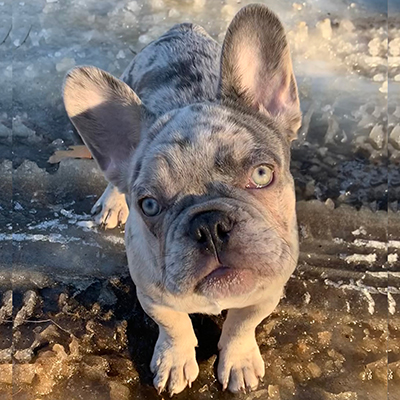 Everest, French Bulldog Sire