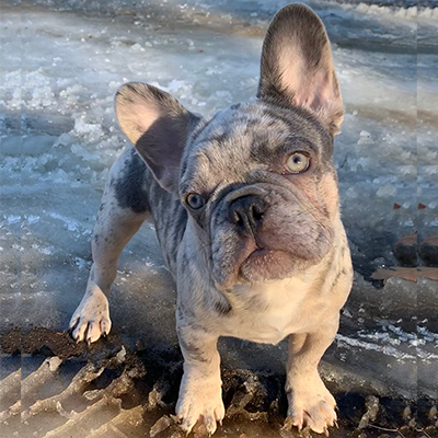 Everest, French Bulldog Sire