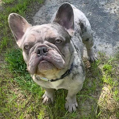 Everest, French Bulldog Sire