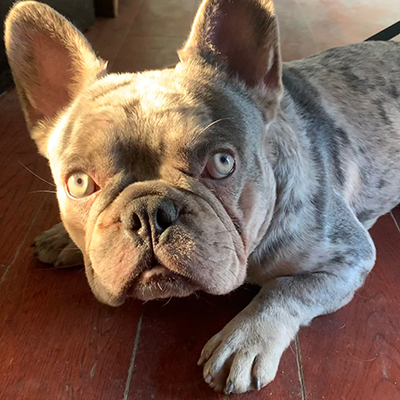 Everest, French Bulldog Sire