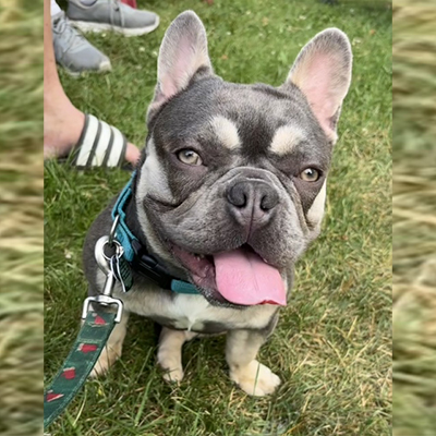 Gus, French Bulldog Sire