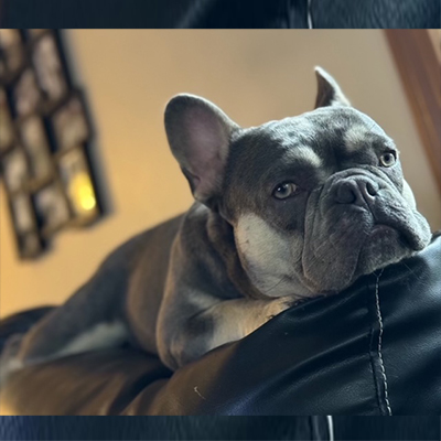 Gus, French Bulldog Sire