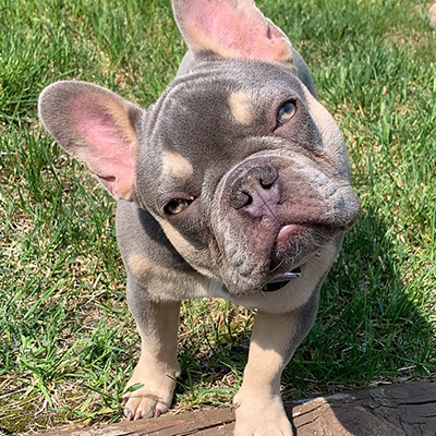 Loki, French Bulldog Sire