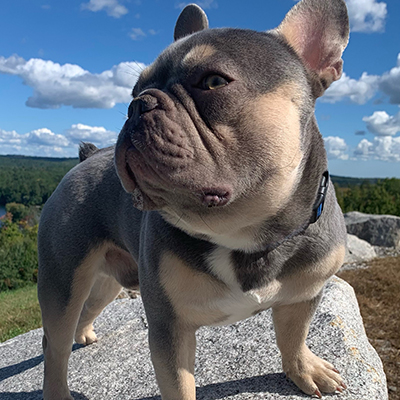 Loki, French Bulldog Sire