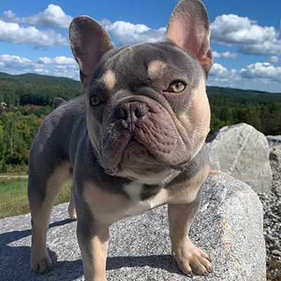 Loki, French Bulldog Sire
