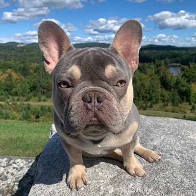 Loki, French Bulldog Sire