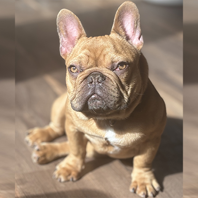 Rubicon, French Bulldog Sire