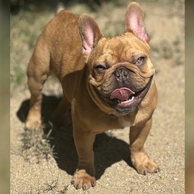Rubicon, French Bulldog Sire
