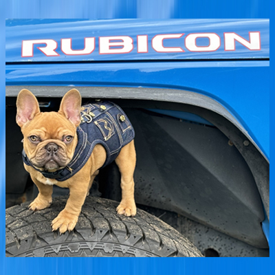 Rubicon, French Bulldog Sire