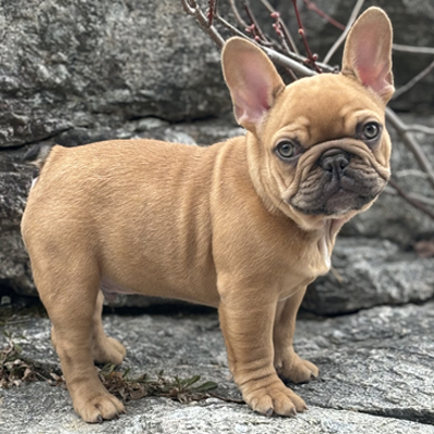 Rubicon, French Bulldog Sire
