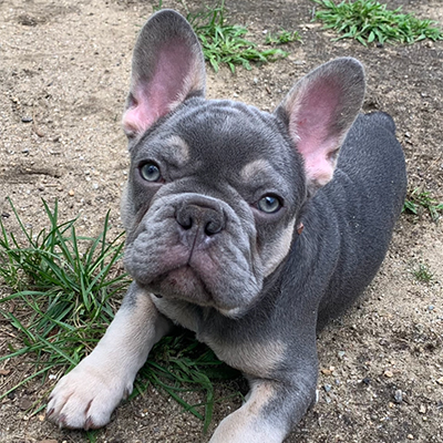 Thor, French Bulldog Sire