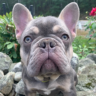 Thor, French Bulldog Sire