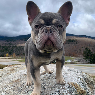 Thor, French Bulldog Sire