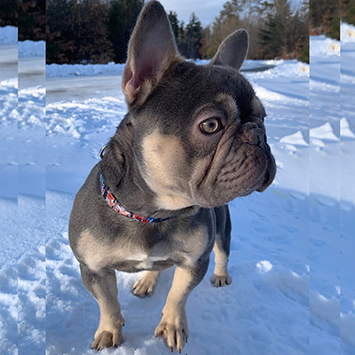 Thor, French Bulldog Sire