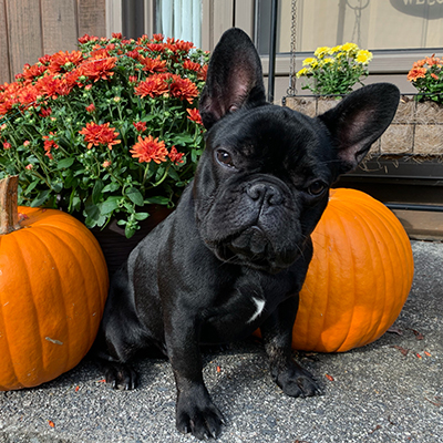 Venom, French Bulldog Sire