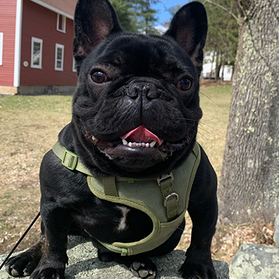 Venom, French Bulldog Sire