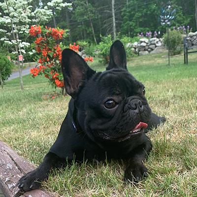 Venom, French Bulldog Sire