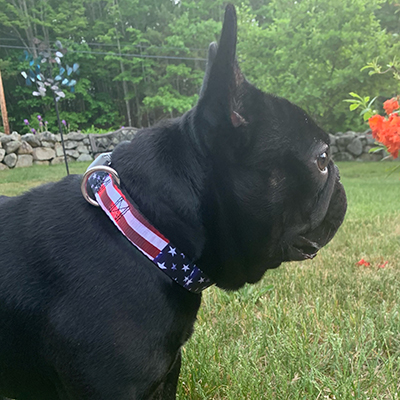 Venom, French Bulldog Sire