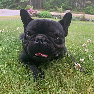 Venom, French Bulldog Sire