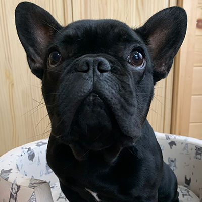 Venom, French Bulldog Sire