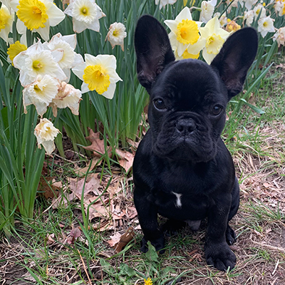 Venom, French Bulldog Sire