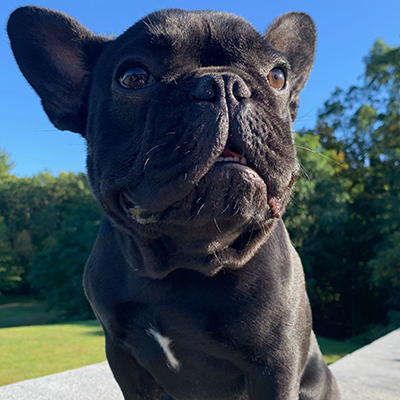 Venom, French Bulldog Sire