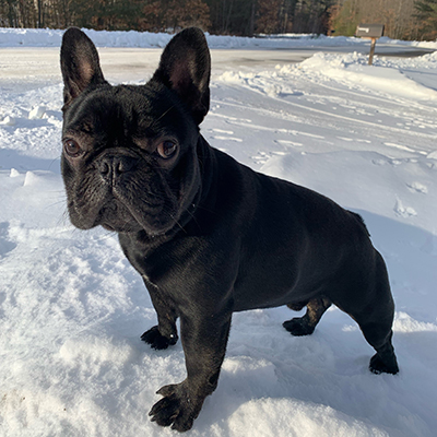 Venom, French Bulldog Sire