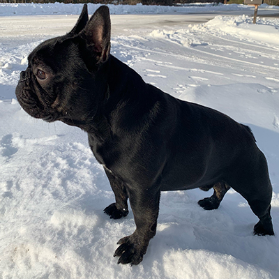 Venom, French Bulldog Sire